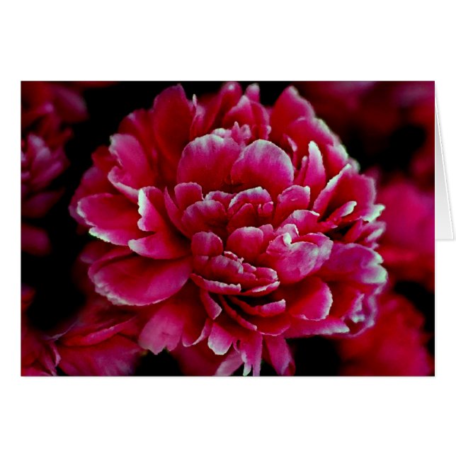 Japanese Peonies (Front Horizontal)