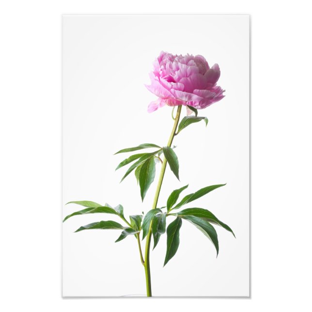 Japanese Peony Photo Print (Front)
