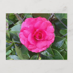 Japanese Pink Camellia Postcard