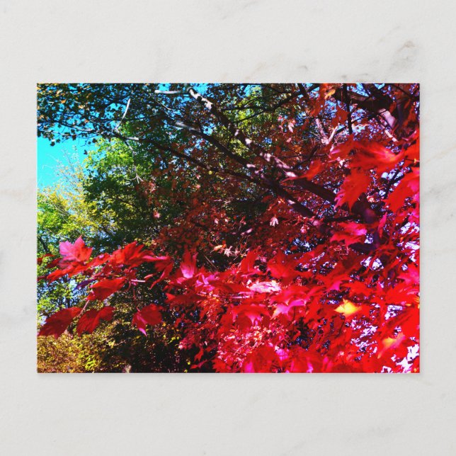 Japanese pink red Maple Autumn leaves Postcard (Front)