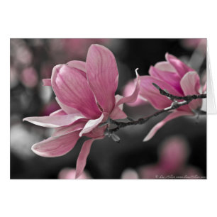 Japanese Pink Saucer Magnolia