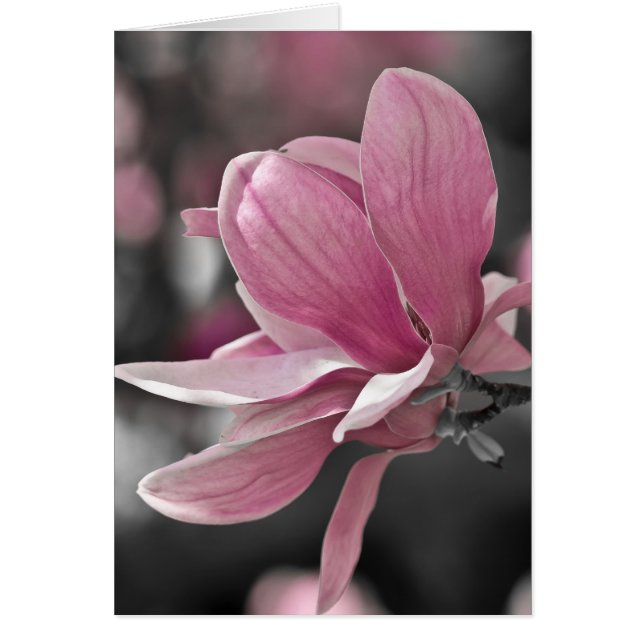 Japanese Pink Saucer Magnolia (Front)