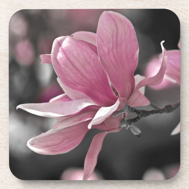 Japanese Pink Saucer Magnolia Coaster (Front)