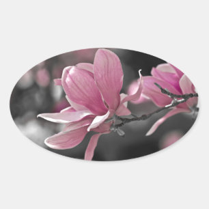 Japanese Pink Saucer Magnolia Oval Sticker