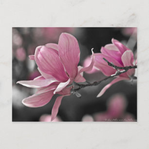 Japanese Pink Saucer Magnolia Postcard