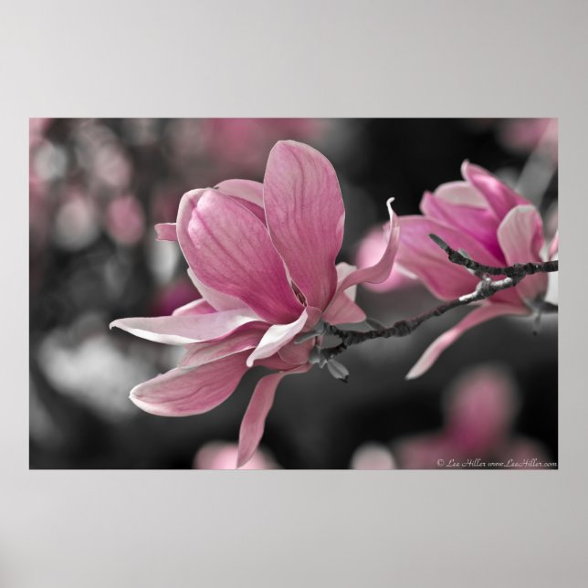 Japanese Pink Saucer Magnolia Poster (Front)