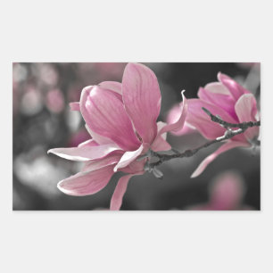 Japanese Pink Saucer Magnolia Rectangular Sticker