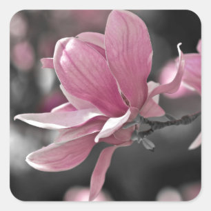 Japanese Pink Saucer Magnolia Square Sticker