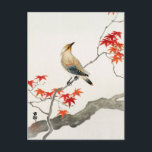 Japanese Plague Bird on Maple by Ohara Koson Postcard<br><div class="desc">Japanese Plague Bird on Maple (1900-1936) Painting by Ohara Koson</div>
