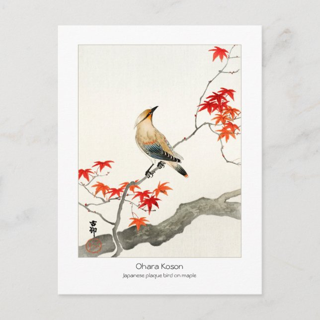 Japanese plague bird on maple - Ohara Koson - Postcard (Front)
