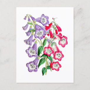 Japanese Primrose Vintage Botanical Postcard