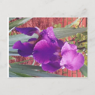 Japanese Purple Iris Postcard