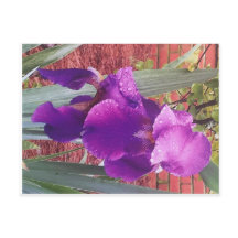 Japanese Purple Iris Postcard