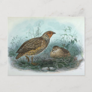 Japanese Quail Vintage Bird Illustration Postcard