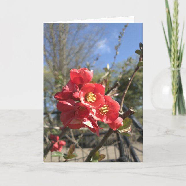 Japanese Quince in the Park Card (Front)