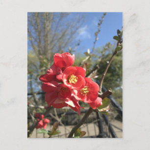 Japanese Quince in the Park Postcard