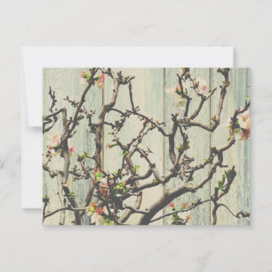 Japanese Quince Postcard