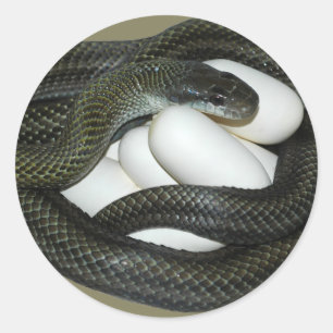 Japanese Rat Snake, beautifull and caring mother! Classic Round Sticker