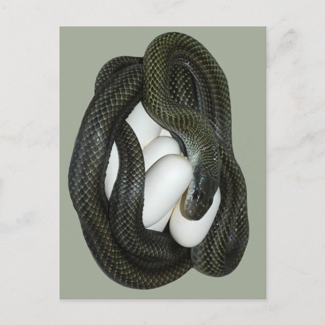 Japanese Rat Snake, beautifull and caring mother! Postcard (Front)