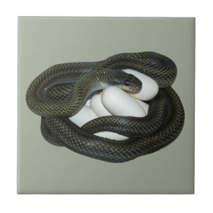 Japanese Rat Snake, beautifull and caring mother! Tile