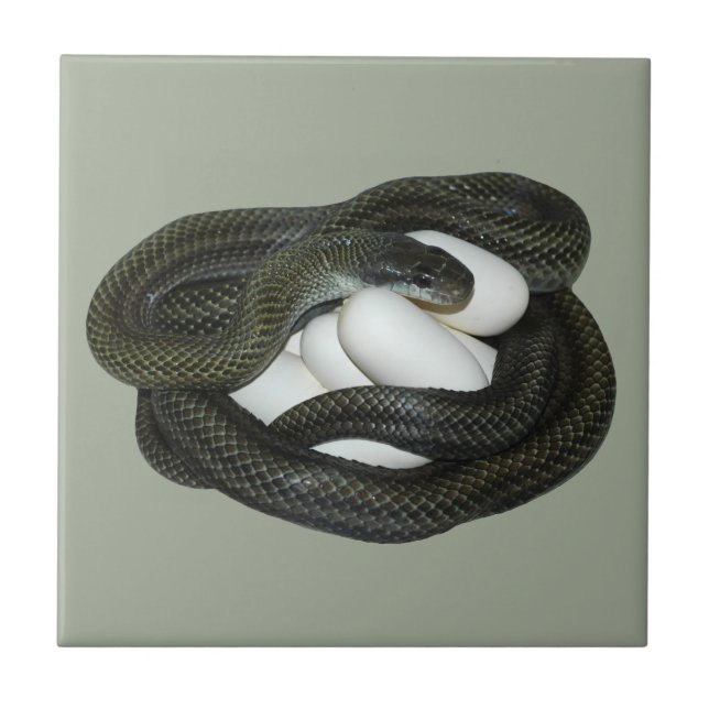 Japanese Rat Snake, beautifull and caring mother! Tile (Front)