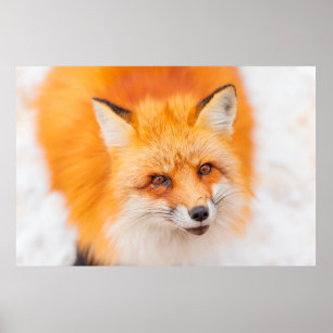 Japanese red fox resting, sleeping and playing in  poster
