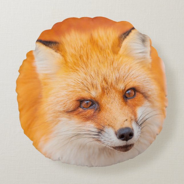 Japanese red fox resting, sleeping and playing in  round cushion (Front)