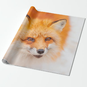 Japanese red fox resting, sleeping and playing in  wrapping paper
