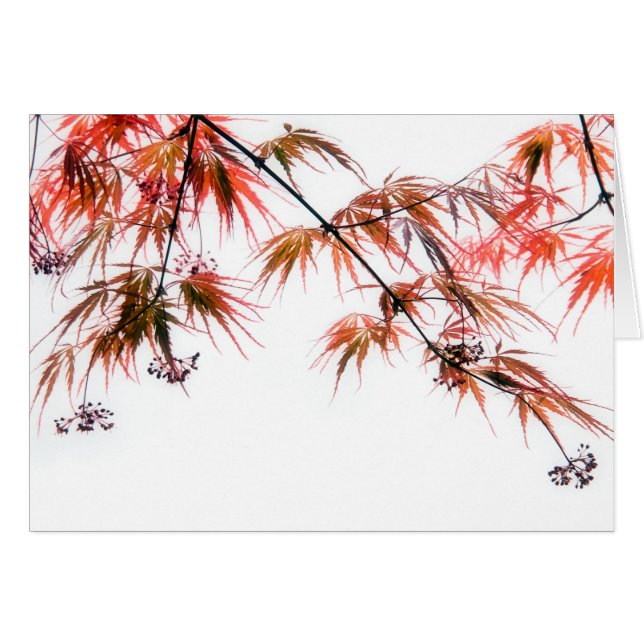 Japanese Red Maple Art Photography (Front Horizontal)