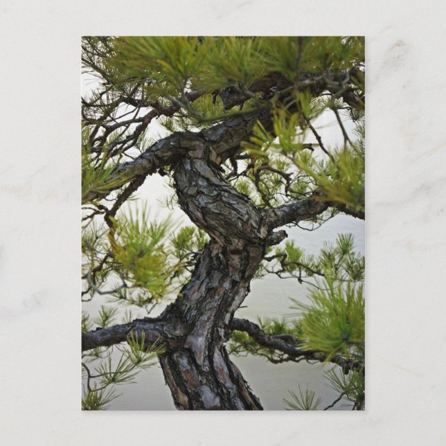 Japanese Red Pine Bonsai Tree Postcard (Front)