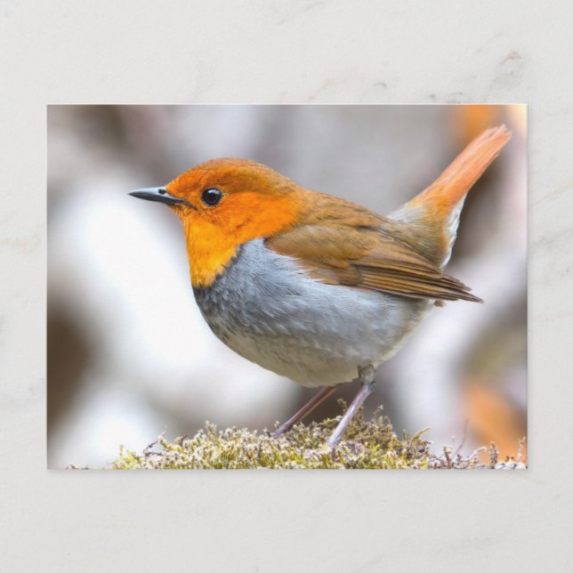 Japanese Robin Postcard (Front)