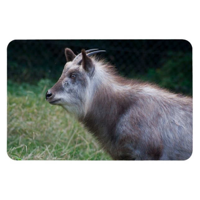 Japanese Serow Magnet (Horizontal)