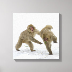 Japanese Snow Monkey cubs playing on snow Canvas Print