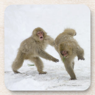 Japanese Snow Monkey cubs playing on snow Coaster