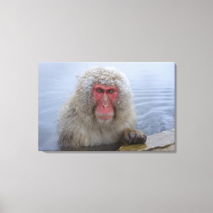 Japanese Snow Monkey in hotspring Canvas Print
