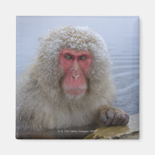 Japanese Snow Monkey in hotspring Magnet