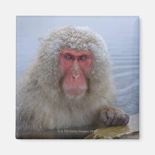 Japanese Snow Monkey in hotspring Magnet (Front)
