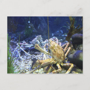 Japanese Spider Crab Postcard
