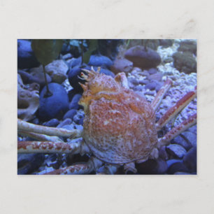 Japanese Spider Crab Postcard