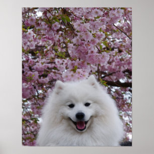 Japanese Spitz/American Eskimo Cherry Blossom Prin Poster
