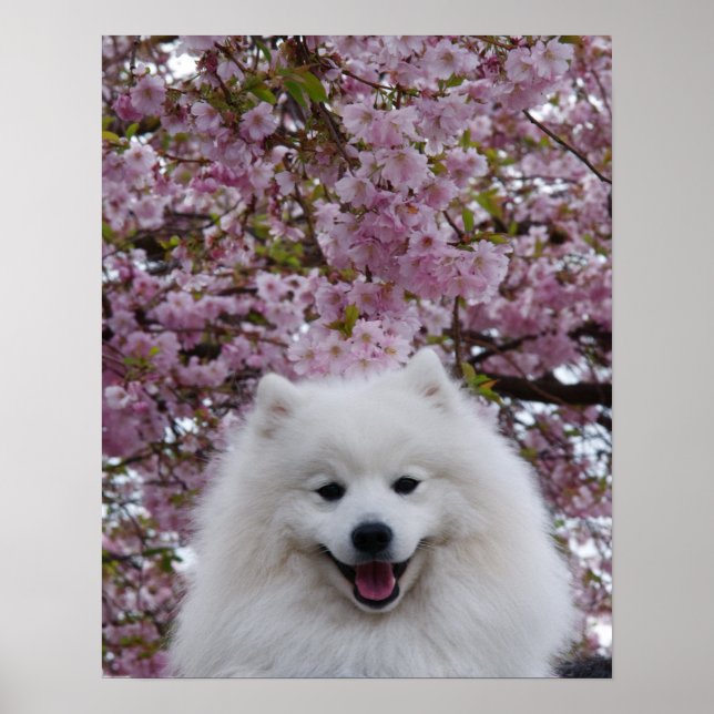 Japanese Spitz/American Eskimo Cherry Blossom Prin Poster (Front)