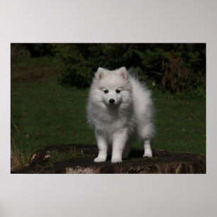Japanese Spitz/American Eskimo puppy Poster