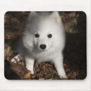 Japanese Spitz puppy Mouse Mat