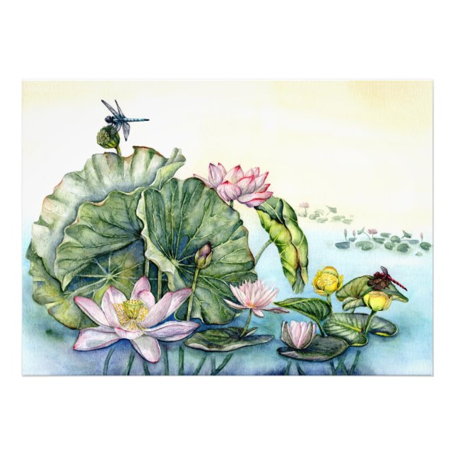 Japanese Water Lilies and Lotus Flowers Photo Print (Front)