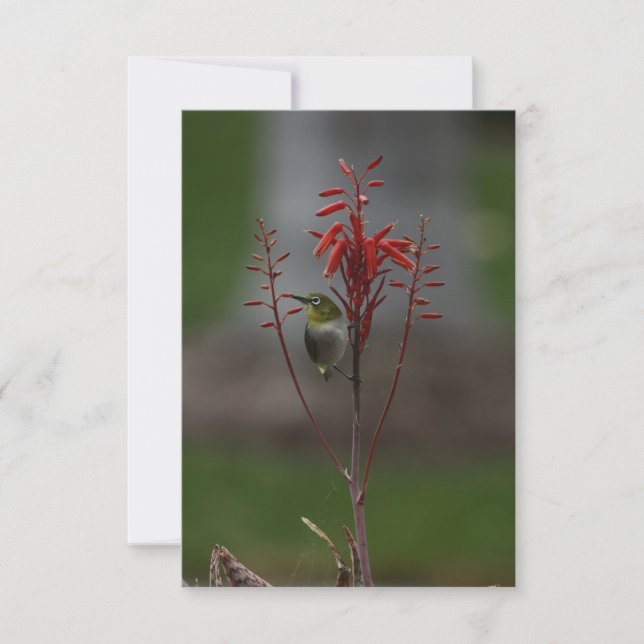 Japanese White Eye Bird Thank You Card (Front)