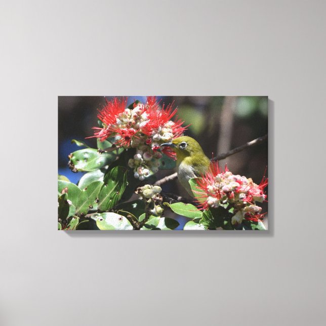 Japanese White-eye Canvas Print (Front)