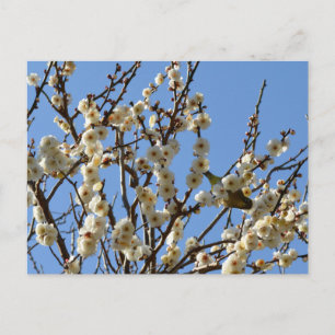 Japanese White-eye & Plum Blossoms: Japan Postcard
