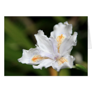 Japanese White Iris