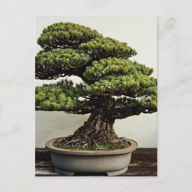Japanese White Pine Bonsai Tree Postcard (Front)