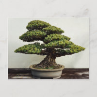 Japanese White Pine Bonsai Tree